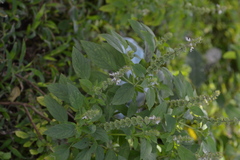 Ocimum americanum